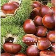 sell chinese fresh raw chestnut